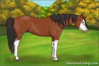 Horse Color:Bay Splash Frame 