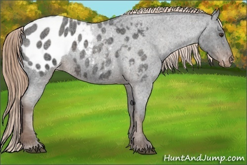 Horse Color:Liver Red Roan Sabino Appaloosa 