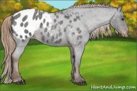 Horse Color:Liver Red Roan Sabino Appaloosa