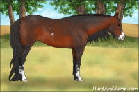 Horse Color:Bay Sabino 
