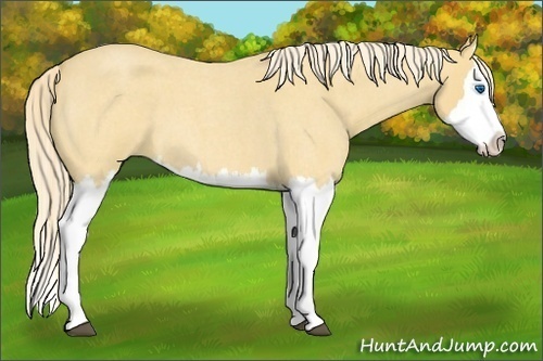 Horse Color:Palomino Roan Splash