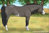Horse Color:Grullo Sabino 