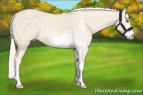 Horse Color:Cremello Sabino  Brindle