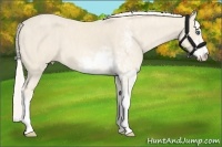 Horse Color:Cremello Sabino  Brindle