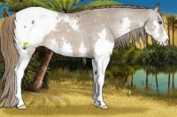 Horse Color:Liver Chestnut Splash Snowcap 
