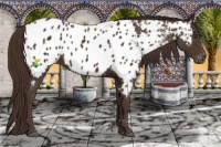 Horse Color:Liver Chestnut Appaloosa 