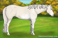 Horse Color:Cremello Sabino  Brindle