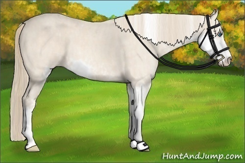 Horse Color:Perlino Sabino Brindle