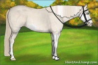 Horse Color:Perlino Sabino  Brindle