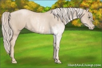 Horse Color:Palomino Pearl Sabino Brindle