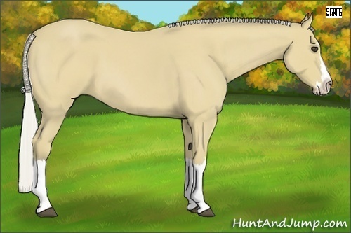 Horse Color:Silver Buckskin Roan Splash 
