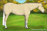 Horse Color:Silver Buckskin Roan Splash