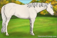 Horse Color:Cremello Sabino  Brindle