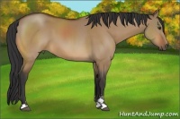 Horse Color:Bay Dun Sabino 