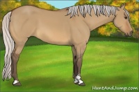 Horse Color:Silver Bay Dun Sabino 
