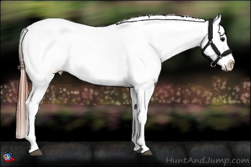 Horse Color:Brown Appaloosa  Brindle