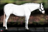 Horse Color:Brown Appaloosa Brindle