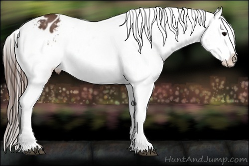 Horse Color:Brown Appaloosa  Brindle
