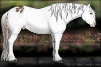Horse Color:Brown Appaloosa Brindle