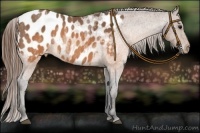 Horse Color:Buckskin Roan Near Leopard Brindle