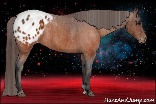 Horse Color:Brown Appaloosa  Brindle