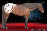 Horse Color:Brown Appaloosa Brindle