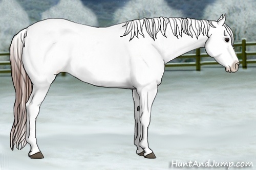 Horse Color:Brown Appaloosa Brindle