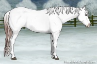 Horse Color:Brown Appaloosa Brindle