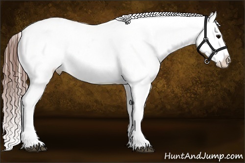 Horse Color:Brown Roan Appaloosa  Brindle