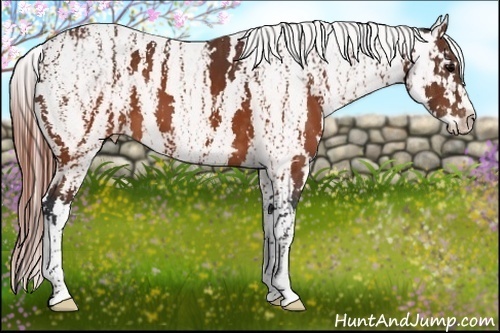 Horse Color:Brown Near Leopard  Brindle