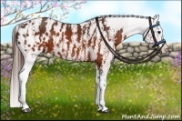 Horse Color:Brown Appaloosa  Brindle