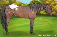 Horse Color:Brown Appaloosa  Brindle