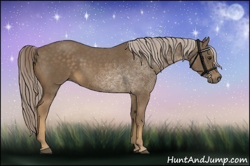 Horse Color:Chocolate Palomino 