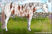 Horse Color:Brown Appaloosa Brindle