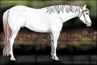 Horse Color:Brown Appaloosa  Brindle