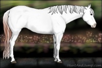 Horse Color:Brown Appaloosa  Brindle