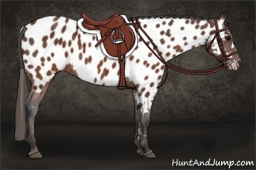 Horse Color:Brown Appaloosa  Brindle