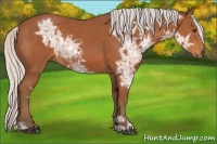 Horse Color:Silver Bay Ice