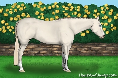 Horse Color:Perlino