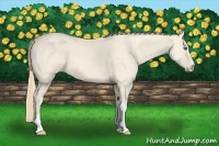 Horse Color:Perlino 