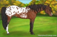 Horse Color:Brown Appaloosa  Brindle