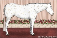 Horse Color:Brown Dun Appaloosa Brindle