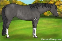 Horse Color:Blue Roan Rabicano