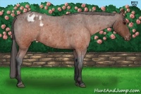 Horse Color:Brown Roan Appaloosa  Brindle