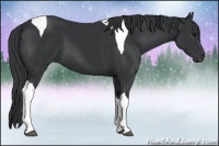 Horse Color:Black Tobiano 
