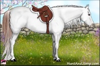 Horse Color:Brown Appaloosa  Brindle