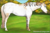 Horse Color:White Spotted Amber Champagne Pearl Frame Appaloosa 