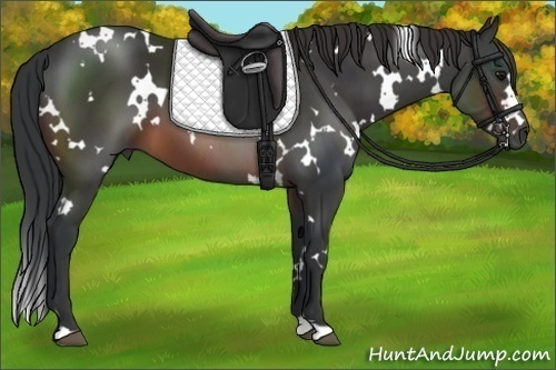 Horse Color:White Spotted Brown