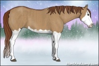 Horse Color:Red Dun Splash Brindle