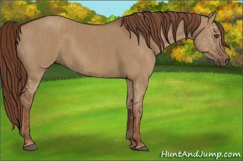 Horse Color:Red Dun Splash Brindle